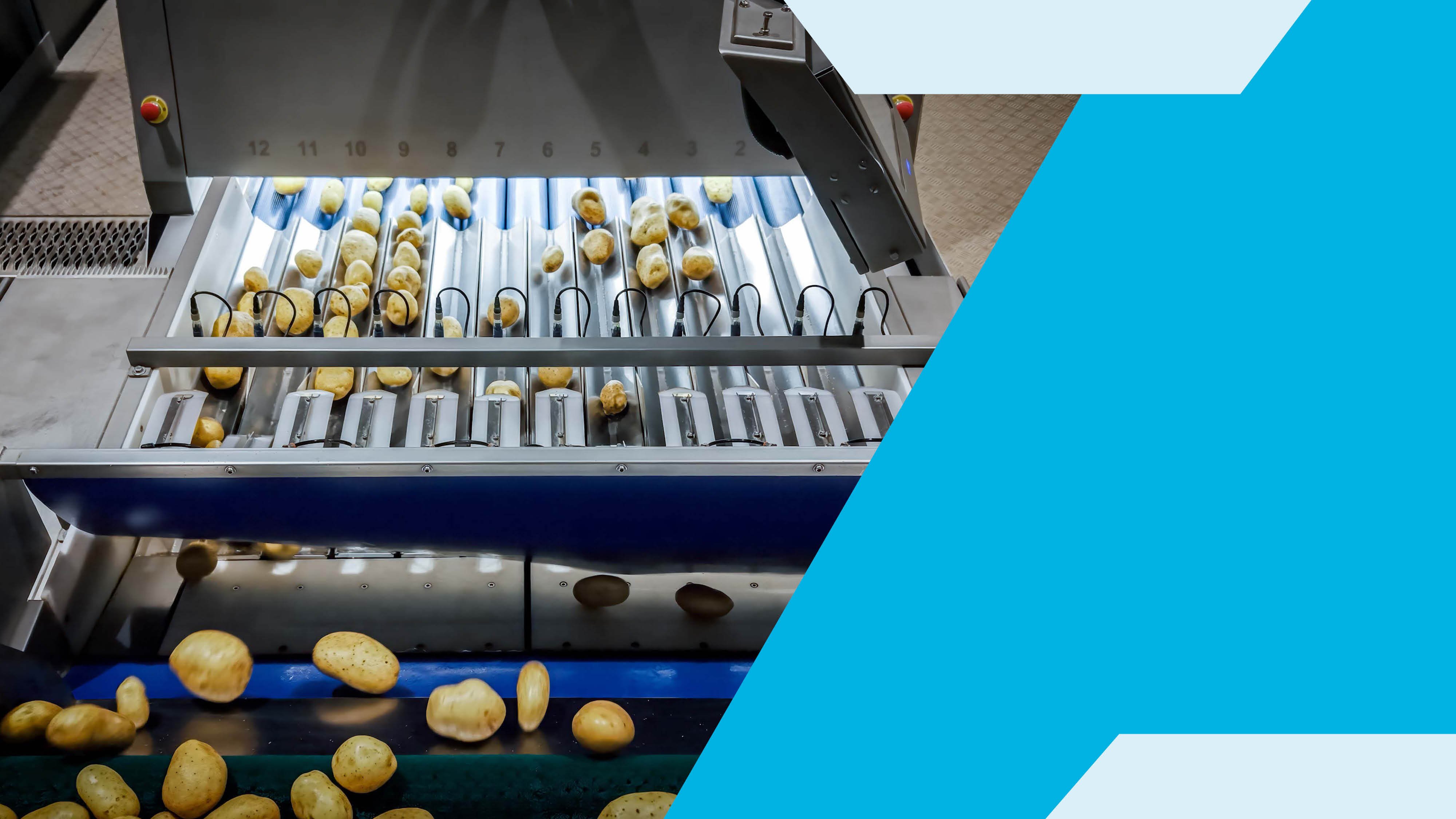 El proceso de transformación de la patata: desde la recepción hasta el envasado