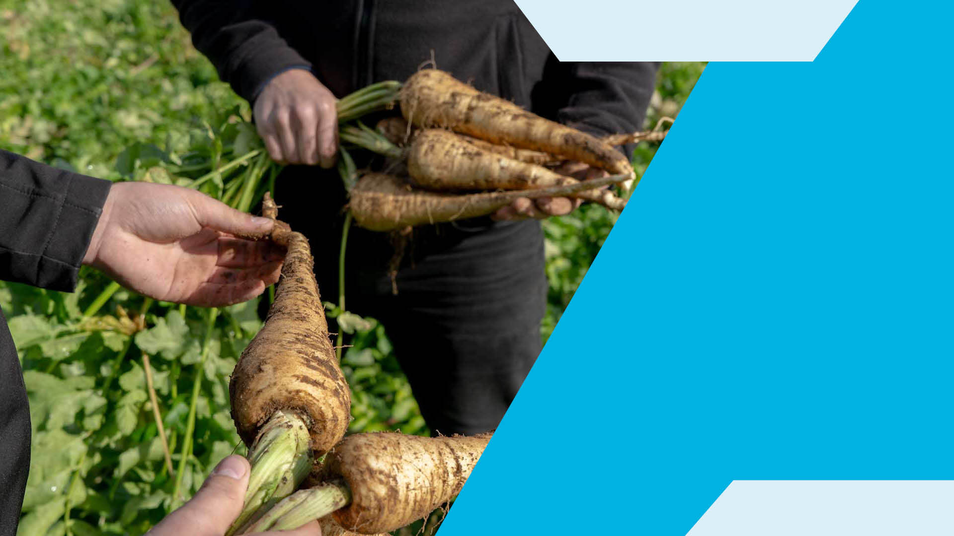 Greener Growth: Redefining Sustainability in Vegetable Processing