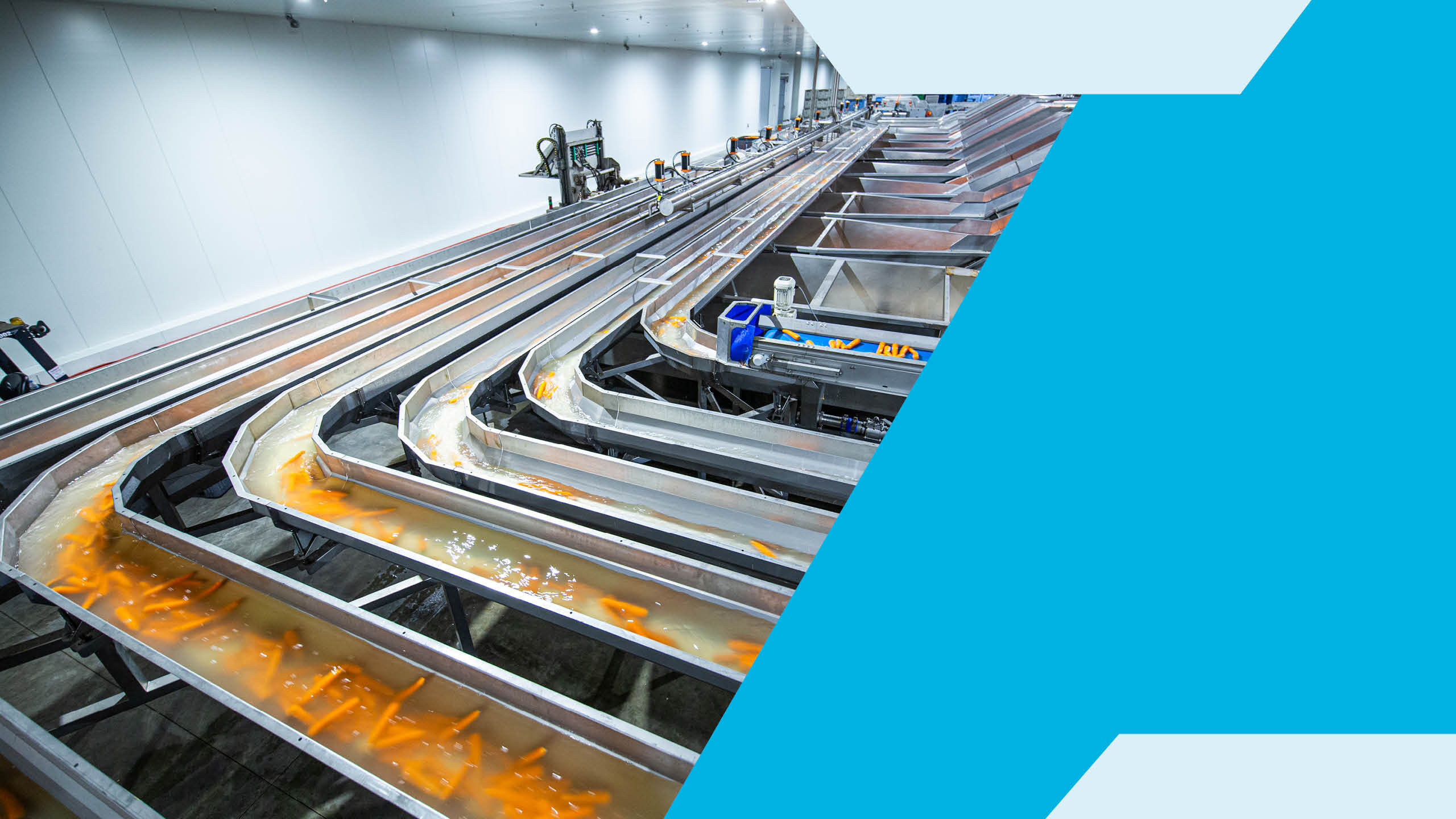 High-Volume Vegetable Processing: Equipment Built for Scale